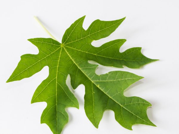 Papaya Leaf Carica Papaya (Papaya) Leaf Extract