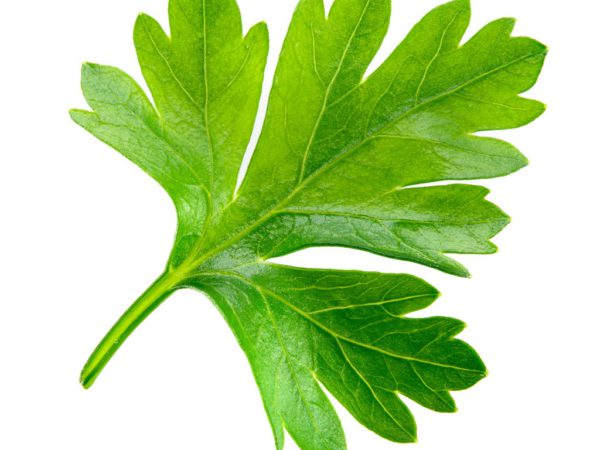 Parsley Leaf Petroselinum Crispum (Parsley) Leaf Extract