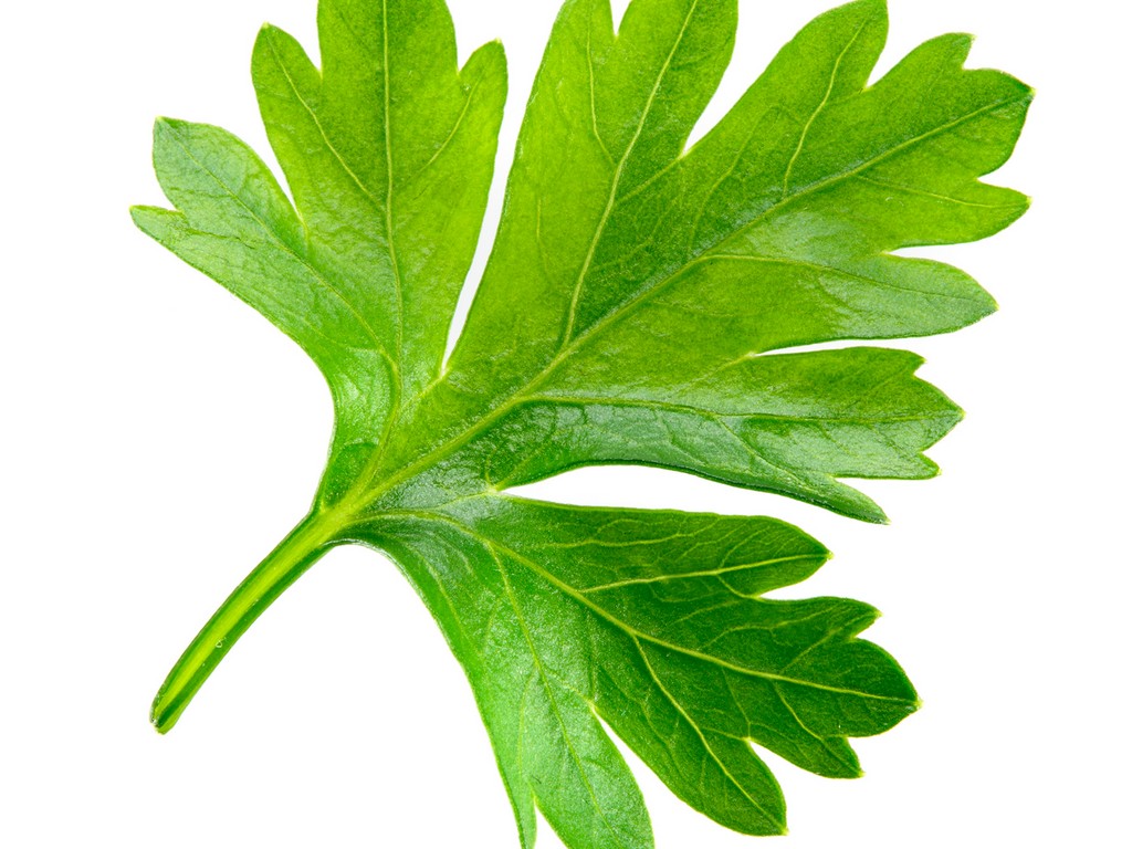 Parsley Leaf Petroselinum Crispum (Parsley) Leaf Extract BioBotanica