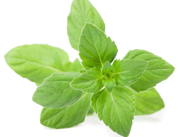 Pennyroyal Herb Mentha Pulegium Extract