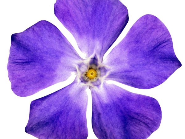 Periwinkle Herb Vinca Minor Extract