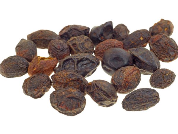 Saw Palmetto Berries Serenoa Serrulata Fruit Extract