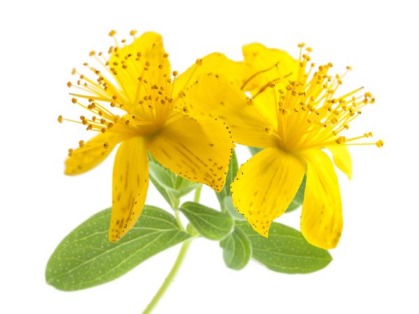 St. John's Wort Herb Hypericum Perforatum Flower/Leaf/Stem Extract