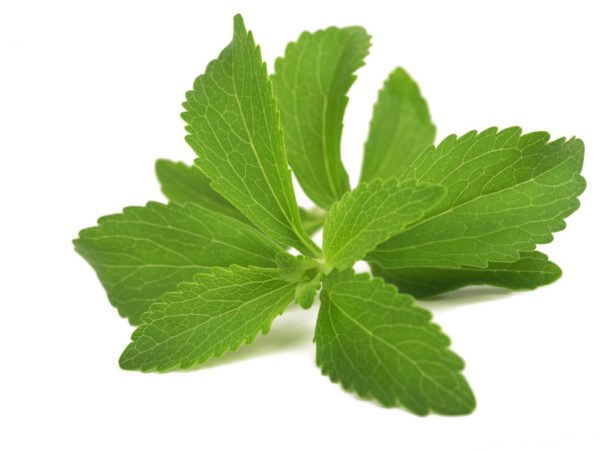 Stevia Stevia Rebaudiana Extract