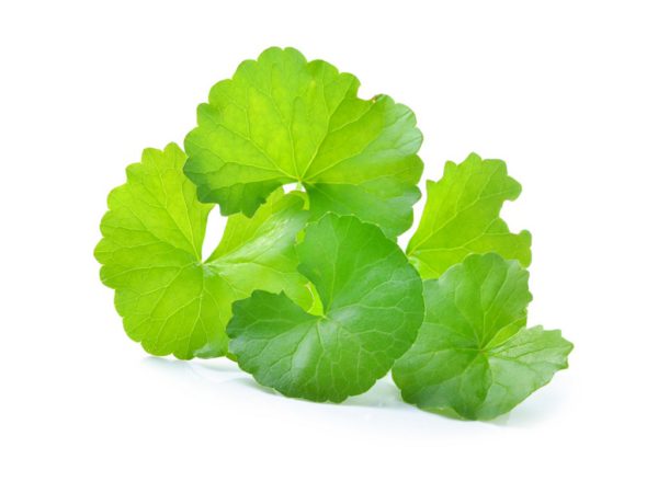 Centella Floraceutical® - 9869A