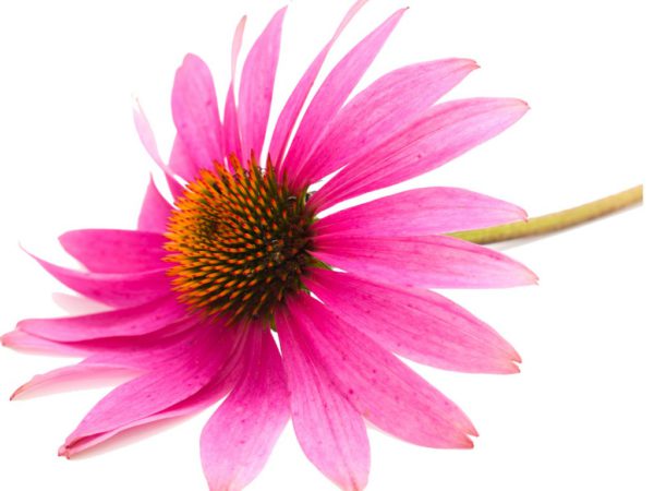 Organic Echinacea Flower in Glycerin - 3252ORG