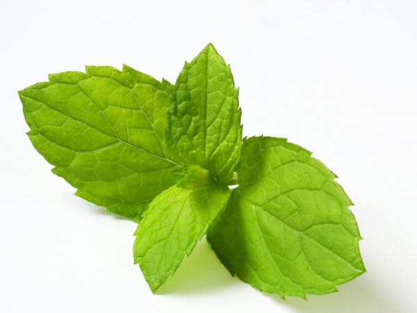 Lemon Balm, PE - 4380